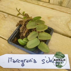 Marcgravia schippii
