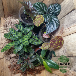 Set de Plantes pour Terrarium – Spécial Débutant (6 plantes + drainage offert)
