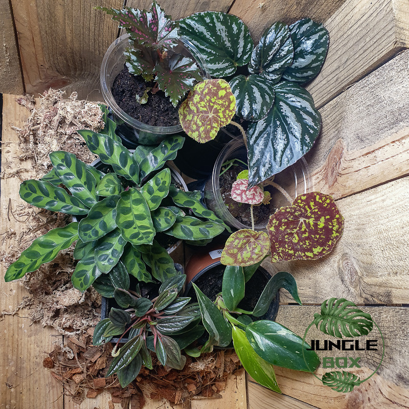 Set de Plantes pour Terrarium – Spécial Débutant (6 plantes + drainage offert)