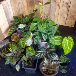 Set de plantes tropicales junglebox