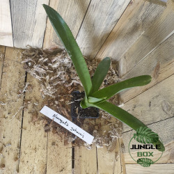 Neoregelia johannis