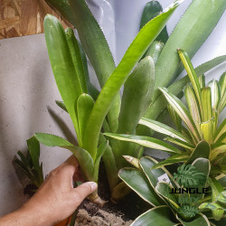 Neoregelia Johannis – Plante exotique graphique | JungleBox