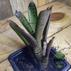Neoregelia karissa