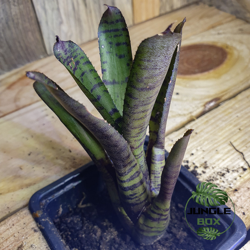 Neoregelia karissa