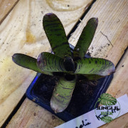 Neoregelia Karissa – Plante tropicale décorative | JungleBox