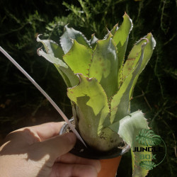 Aechmea pineliana – Broméliacée graphique et exotique | JungleBox