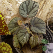 Begonia luzonensis