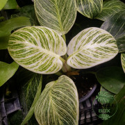 Philodendron white wave ou birkin
