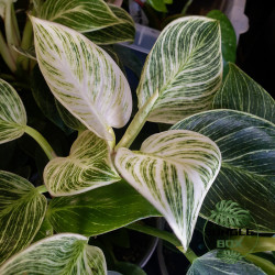 Philodendron white wave ou birkin