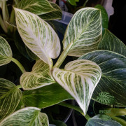 Philodendron white wave ou birkin