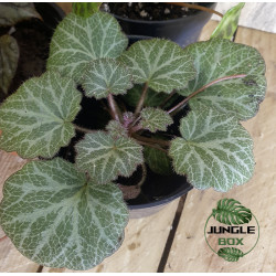 lot 2 de 3 bégonias pour terrariums