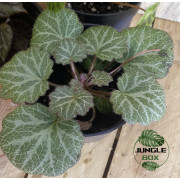 lot 2 de 3 bégonias pour terrariums