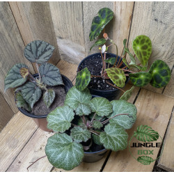 lot de 3 bégonias pour terrariums