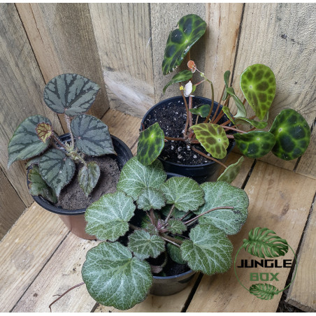 lot de 3 bégonias pour terrariums