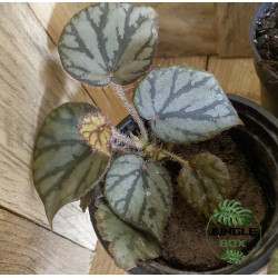 lot 2 de 3 bégonias pour terrariums