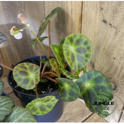 lot 2 de 3 bégonias pour terrariums