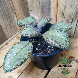 Episcia cupreata