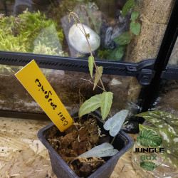 Cissus amazonica
