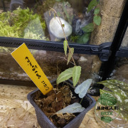 Cissus amazonica
