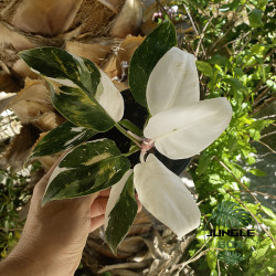 Philodendron extra white