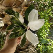 Philodendron extra white