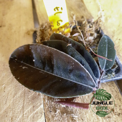 La Marcgravia sp. 'El Coca' est une plante rare