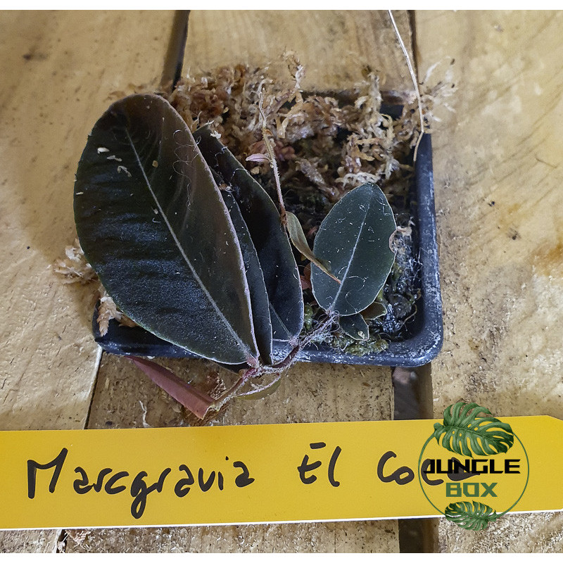Marcgravia el coca