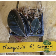 Marcgravia el coca