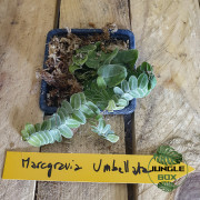 Marcgravia umbellata est une espèce fascinante