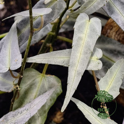 Cissus amazonica