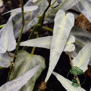 Cissus amazonica