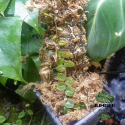 Marcgravia sp. 'Melon' – Plante rare tropicale pour terrarium