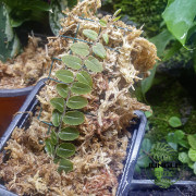 Marcgravia sp. 'Melon' – Plante rare tropicale pour terrarium