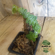 Marcgravia umbellata est une espèce fascinante