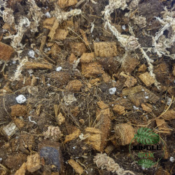Substrat Orchidée Naturel – Drainant et Aéré | JungleBox