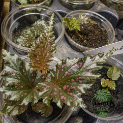 Begonia serratipetala