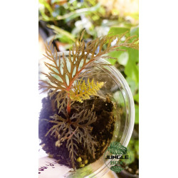 Begonia bipinnatifida cutting
