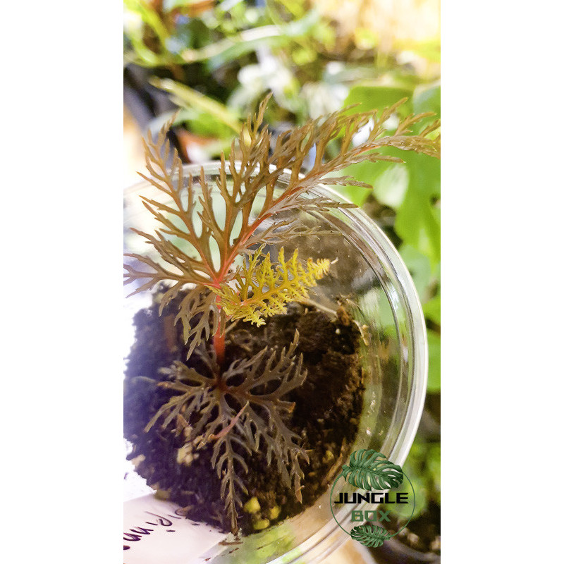 Begonia bipinnatifida cutting Begonia bipinnatifida cutting