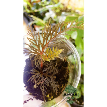 Begonia bipinnatifida cutting