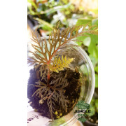 Begonia bipinnatifida cutting