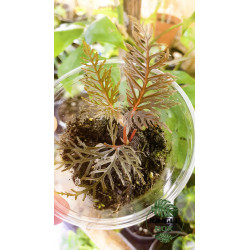 Begonia bipinnatifida cutting