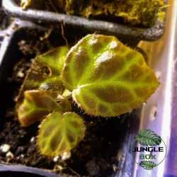 Begonia rajah – Plante rare à feuillage cuivré | JungleBox