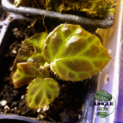 Begonia rajah – Plante rare à feuillage cuivré | JungleBox