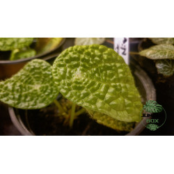 Begonia microsperma
