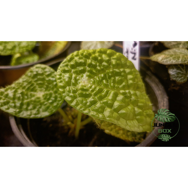 Begonia microsperma