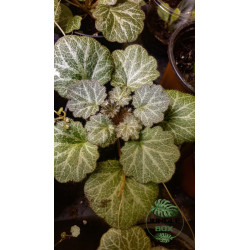 Saxifraga stolonifera