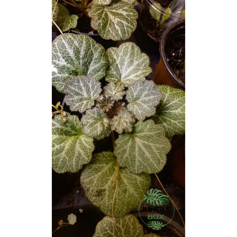 Saxifraga stolonifera