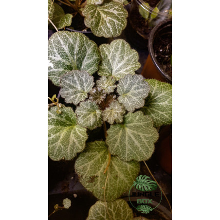 Saxifraga stolonifera