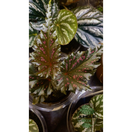 Begonia serratipetala
