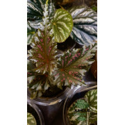 Begonia serratipetala